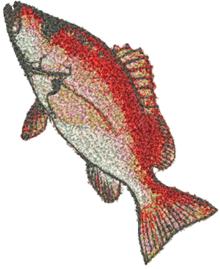 Blackfin Snapper