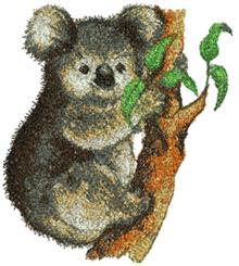 Koala