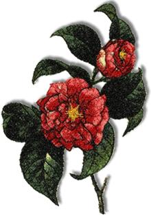 Red Camellia