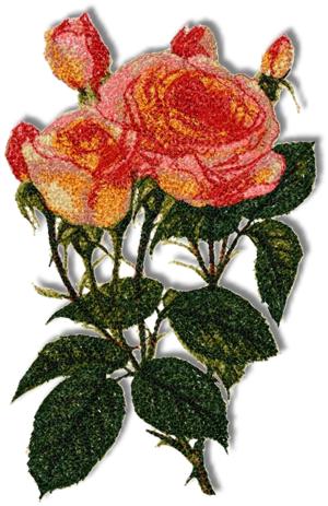 Magic Lantern Rose