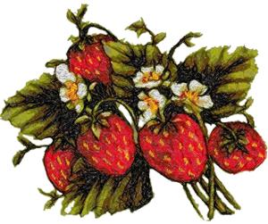 Midsummer Strawberries