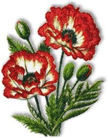 Picotee Oriental Poppy