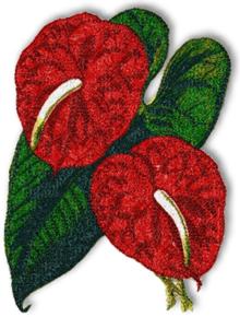 Anthurium (Flamingo Flower)