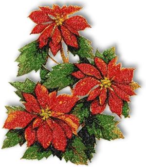 Poinsettia