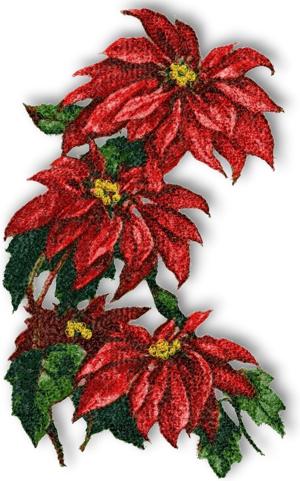 Poinsettias