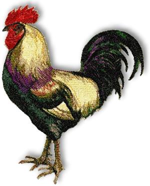 Leghorn Rooster