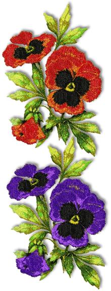 Pansy