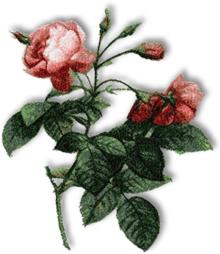 Valencia Pink Rose