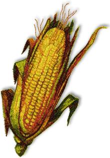 Corn