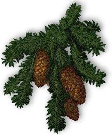 Pine Cones