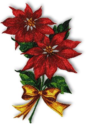 Poinsettia