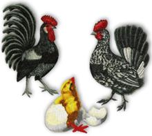 Chicken Set