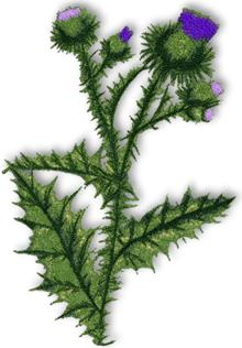 Scottish Thistle