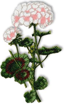 Pelargonium