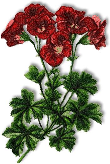 Pelargonium