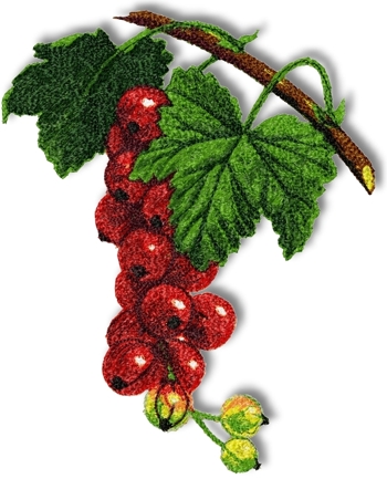 Red Currant