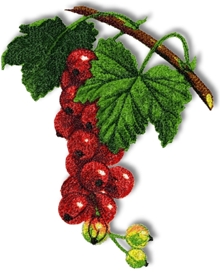 Red Currant