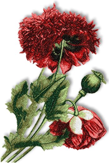 Taffeta Red Poppy 