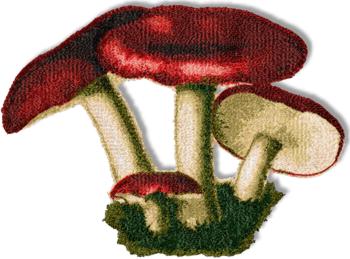 Russula Mushrooms