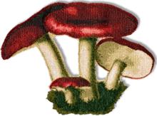 Russula Mushrooms