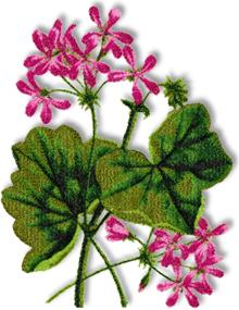 Pelargonium