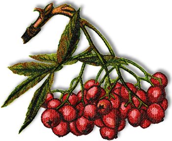 Mountain Ash Berries