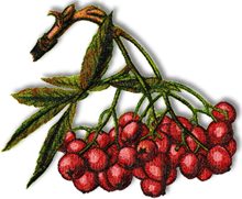 Mountain Ash Berries