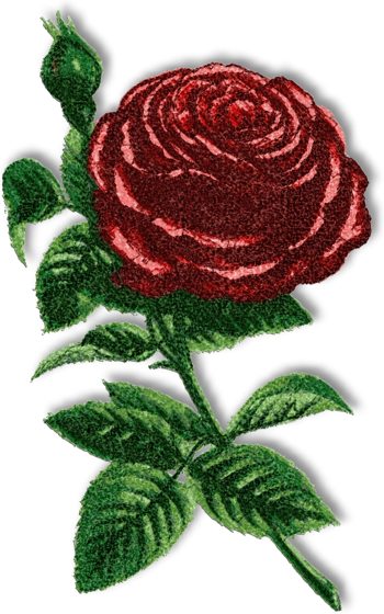 Rose of Piedmont