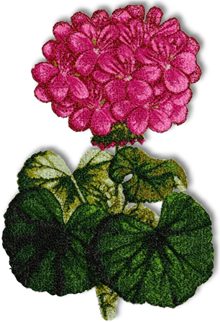 Pelargonium