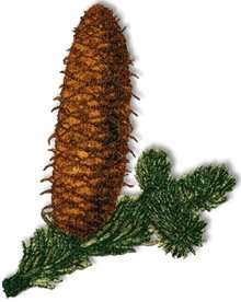 Fir Tree Cone