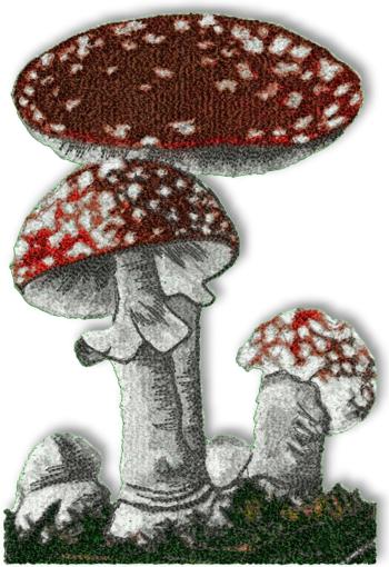 Toadstool