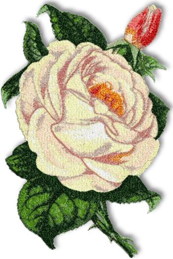 Ivory Lace Rose