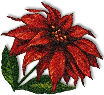 Poinsettia