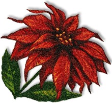 Poinsettia