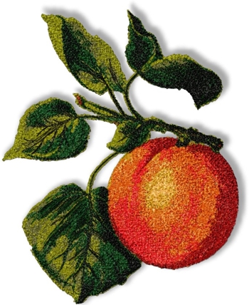 Apricot