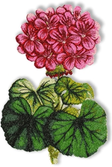 Geranium