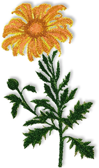Field Marigold (Calendula)
