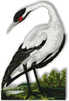 Red-Crowned Crane